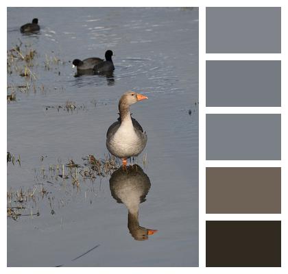 Birds Greylag Goose Geese Image